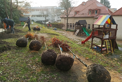 sadenice stromov pri škole