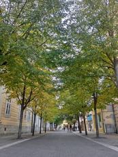 Tree-lined avenue along the pedestrian zone