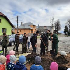 Výsadba drevín