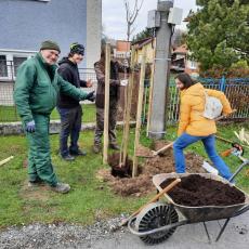 Výsadba drevín